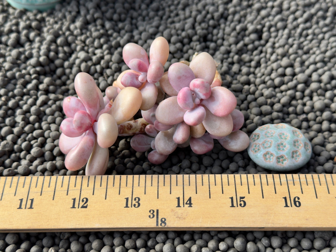 Graptopetalum amethystinum Korean Succulent Plant