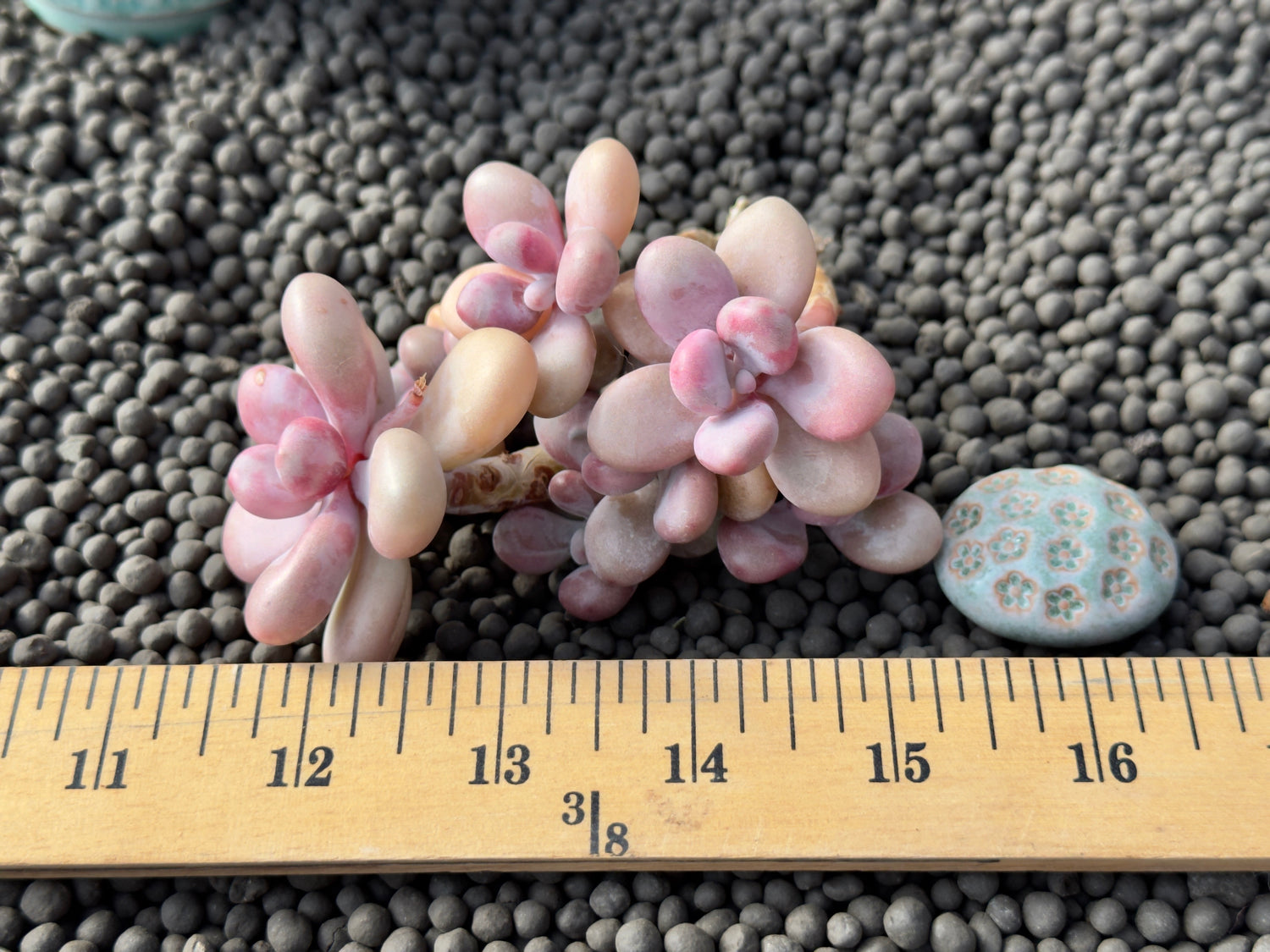 Graptopetalum amethystinum Korean Succulent Plant