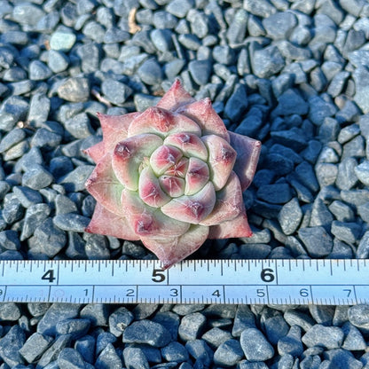 Echeveria Betelgeuse Succulent Plant *New* E