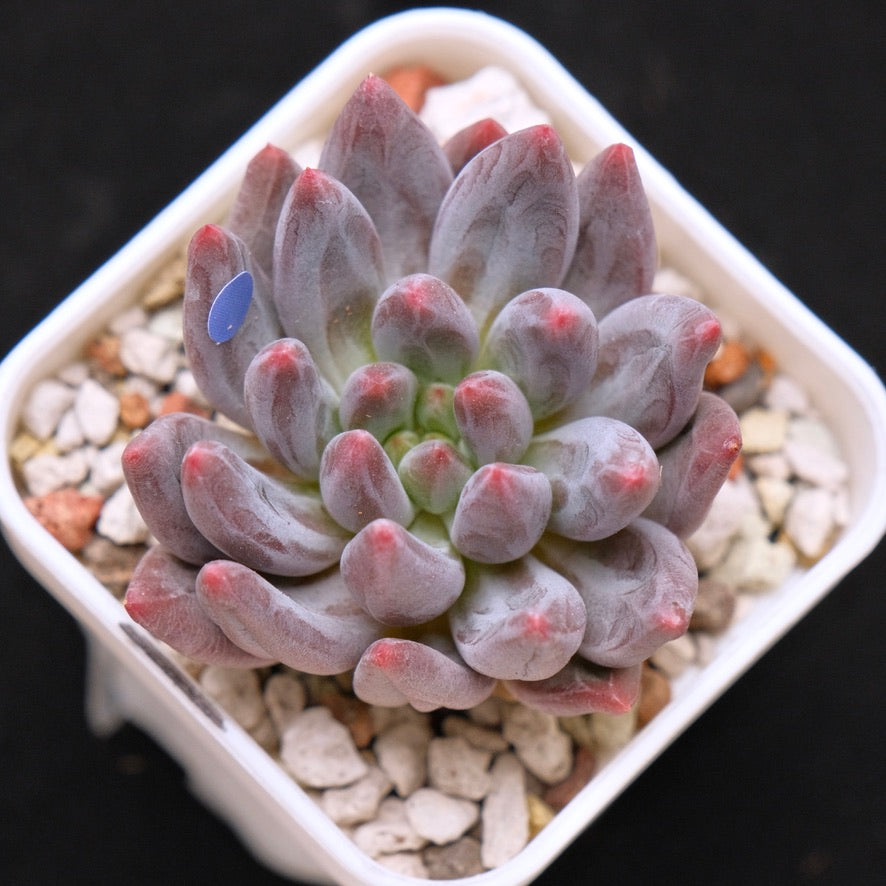 Pachyveria Angel Finger Korean Succulent Plant