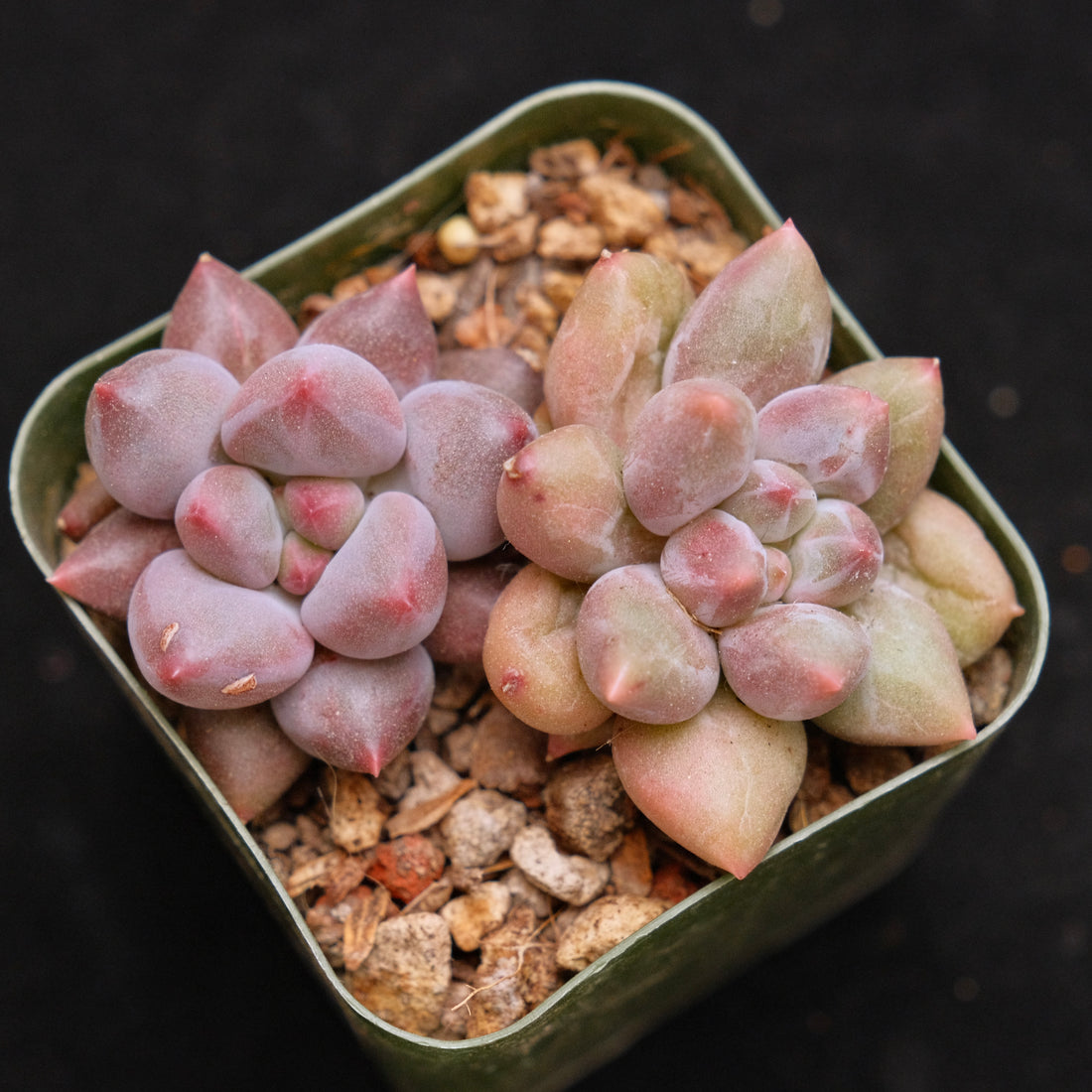 Pachyveria Angel Finger babies Korean Succulent Plant