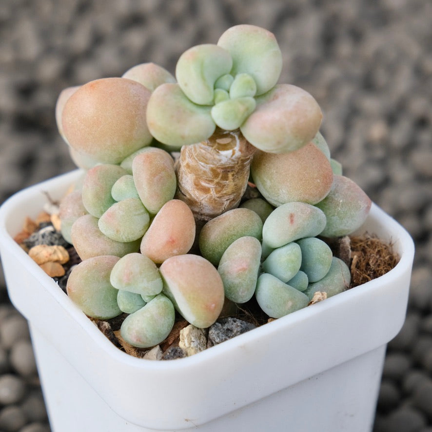 Graptosedum Cade Korean Succulent Plant Mam and Sister Hybrid