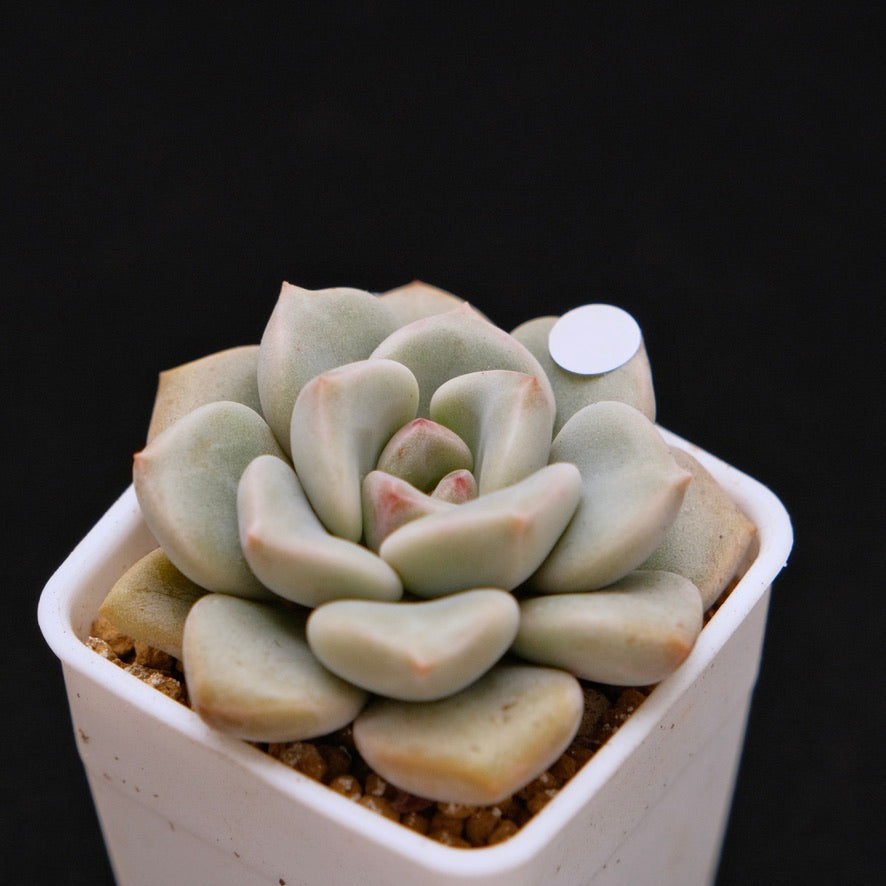 Graptoveria Pink Rosa Korean Succulent Plant Hwaga Hybrid