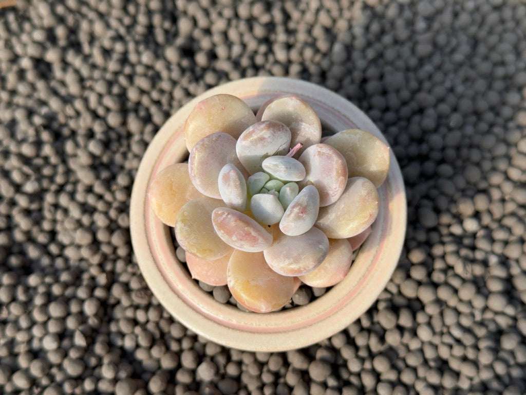 Graptophytum Crimson Korean Succulent Plant