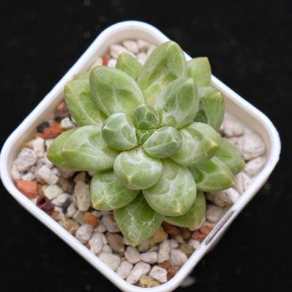 Pachyveria Organic Candy Korean Succulent Plant