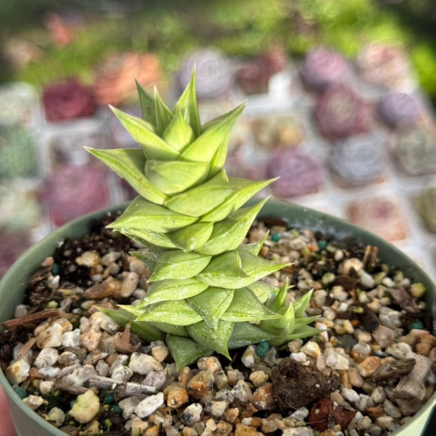 Astroloba spiralis Rare Succulent Plant