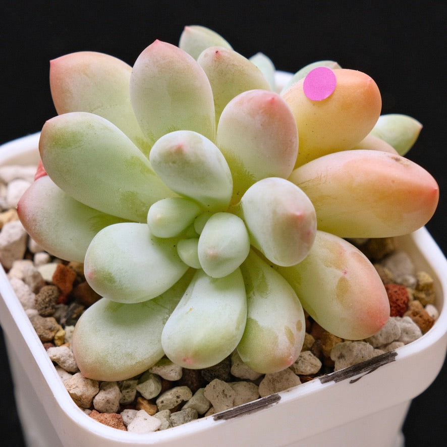 Pachyphytum Frevel Korean Succulent Plant