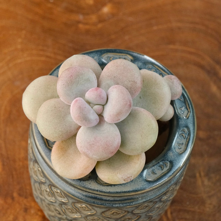 Graptoveria White Americano Korean Succulent Plant