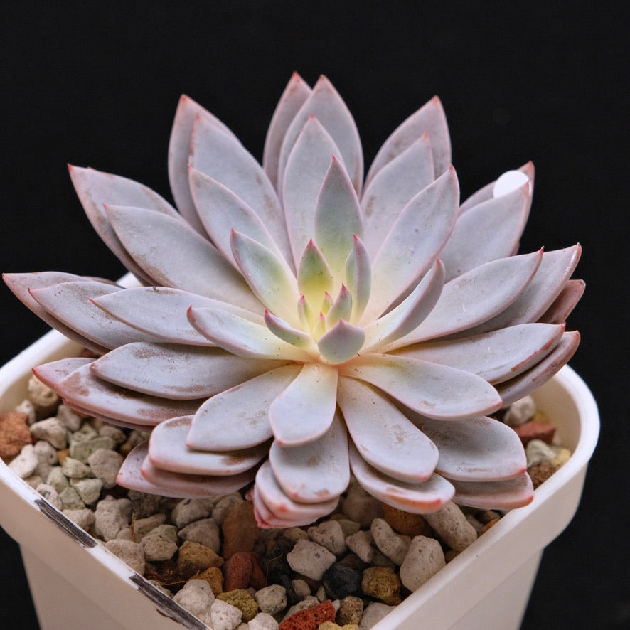 Graptoveria Lulu Korean Succulent Plant