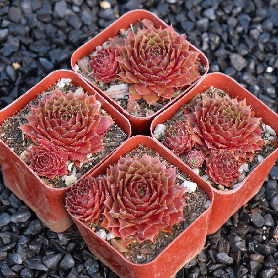 Sempervivum Red Rubin Succulent Plant