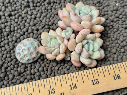 Pachyveria Elaine Reinelt Imported Succulent Plant