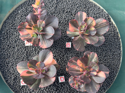 Variegated Echeveria Primadonna Korean Succulent Plant