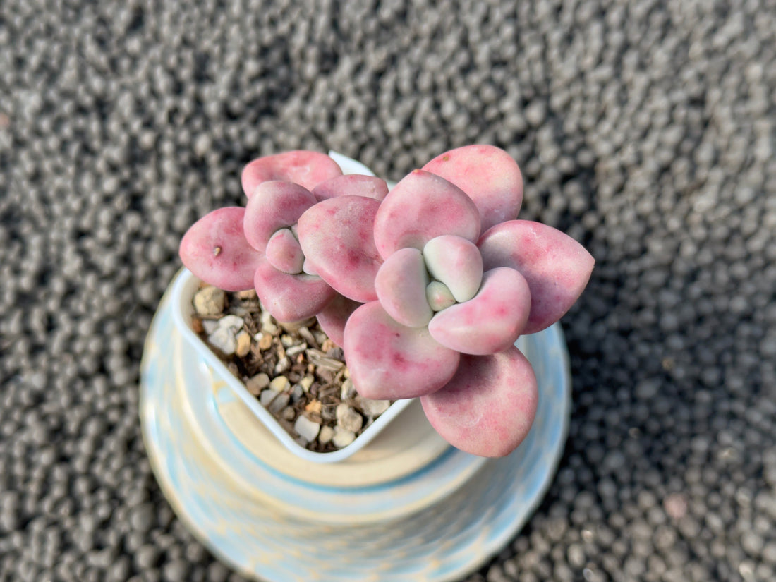 Graptoveria Diamante Rosa Korean Succulent Plant