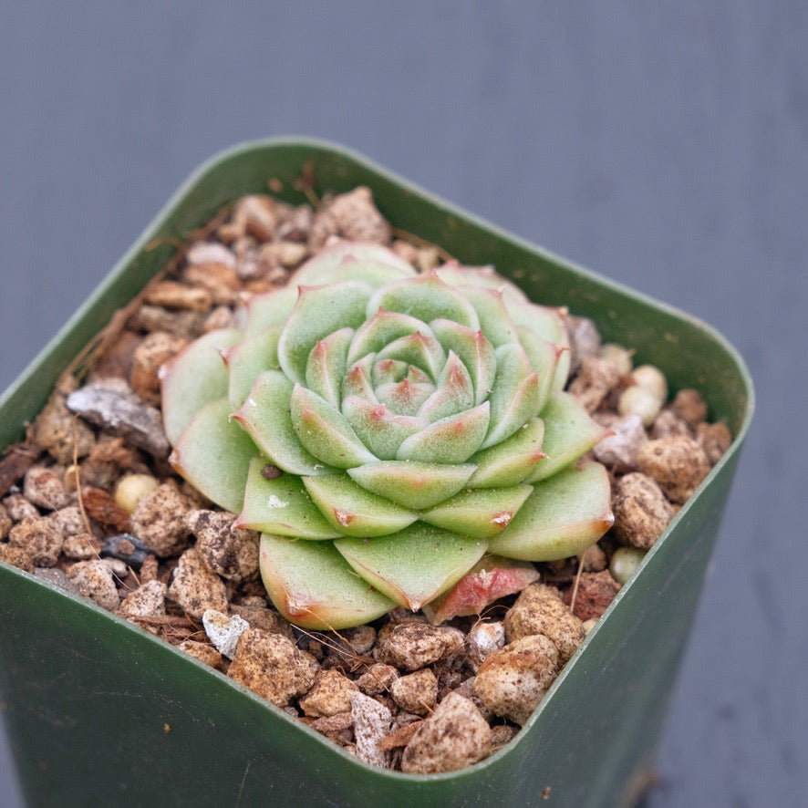 Echeveria Andres Korean Succulent Plant