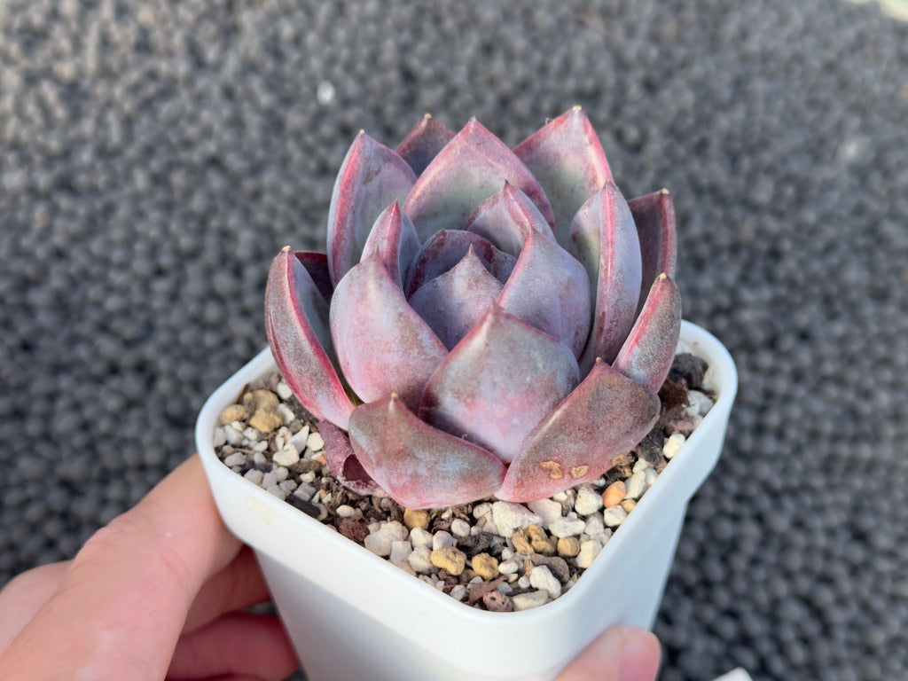 Echeveria Odette Korean Succulent Plant