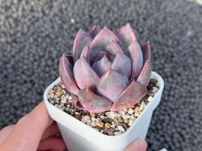 Echeveria Odette Korean Succulent Plant