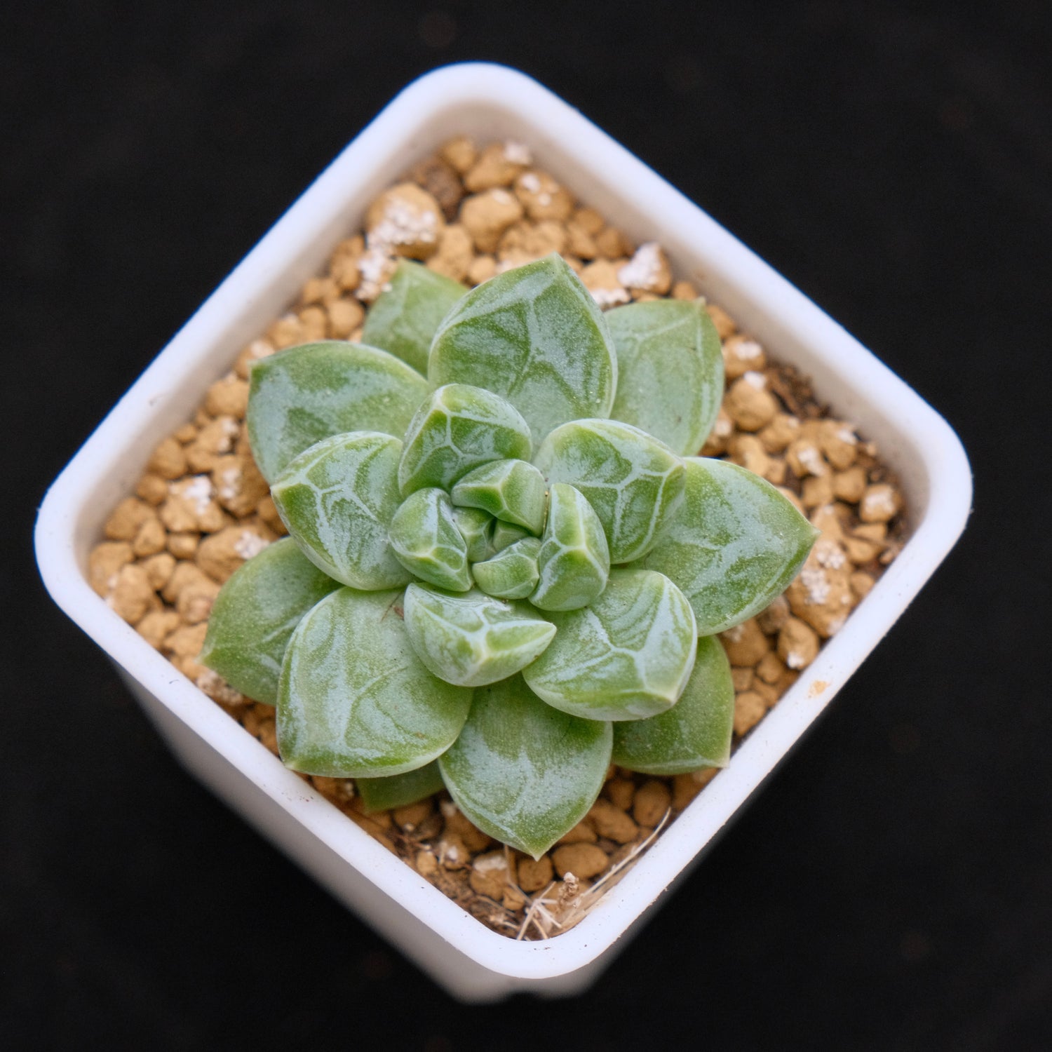 Pachyveria Genesis baby Korean Succulent Plant