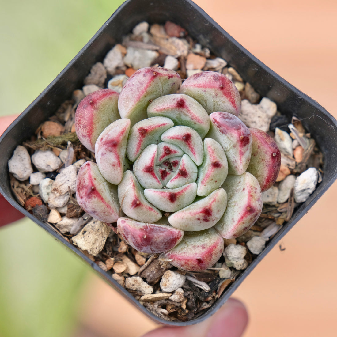 Echeveria Sarahime x Rubin Korean Succulent Plant Changhee hybrid