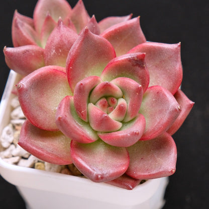 Echeveria Primori Korean Succulent Plant *New*