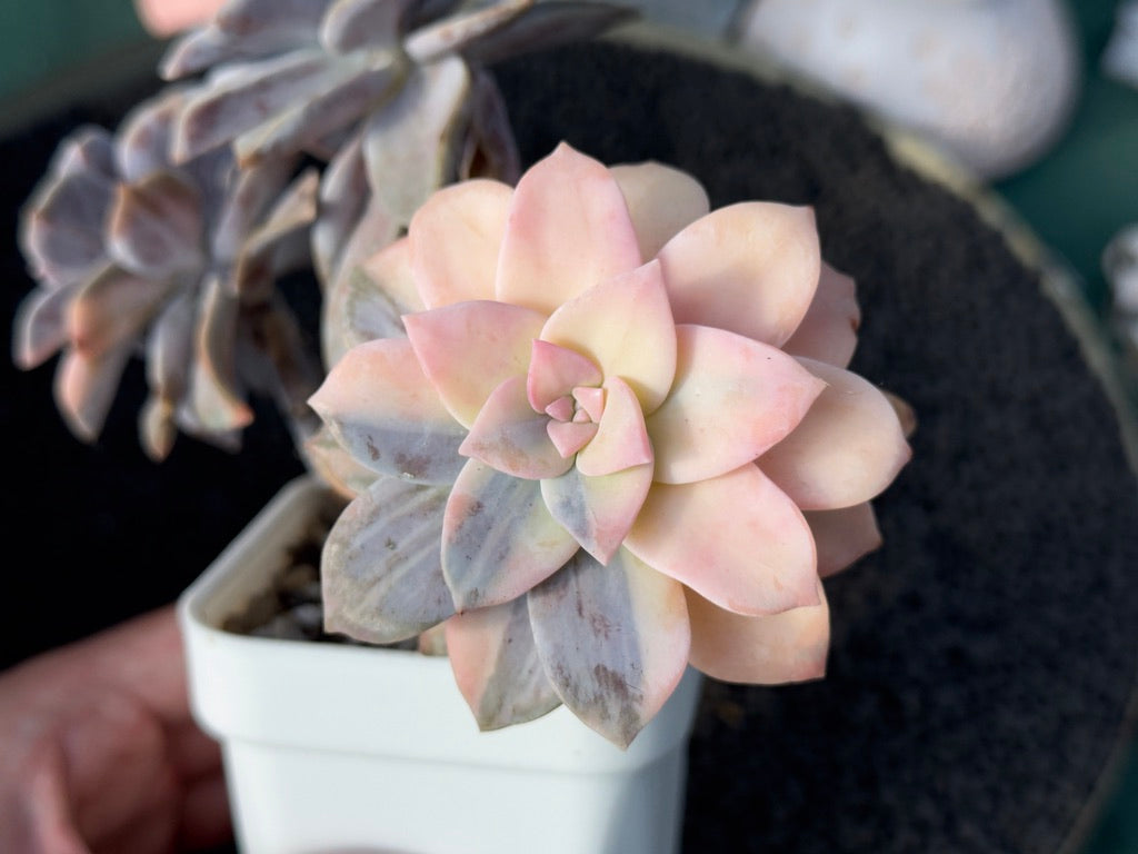 Variegated Graptopetalum Superbum Imported Succulent Plant