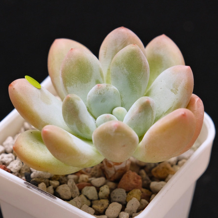 Pachyphytum Frevel Korean Succulent Plant