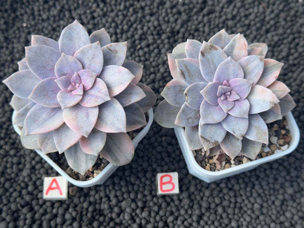 Variegated Graptopetalum Superbum Korean Succulent Plant