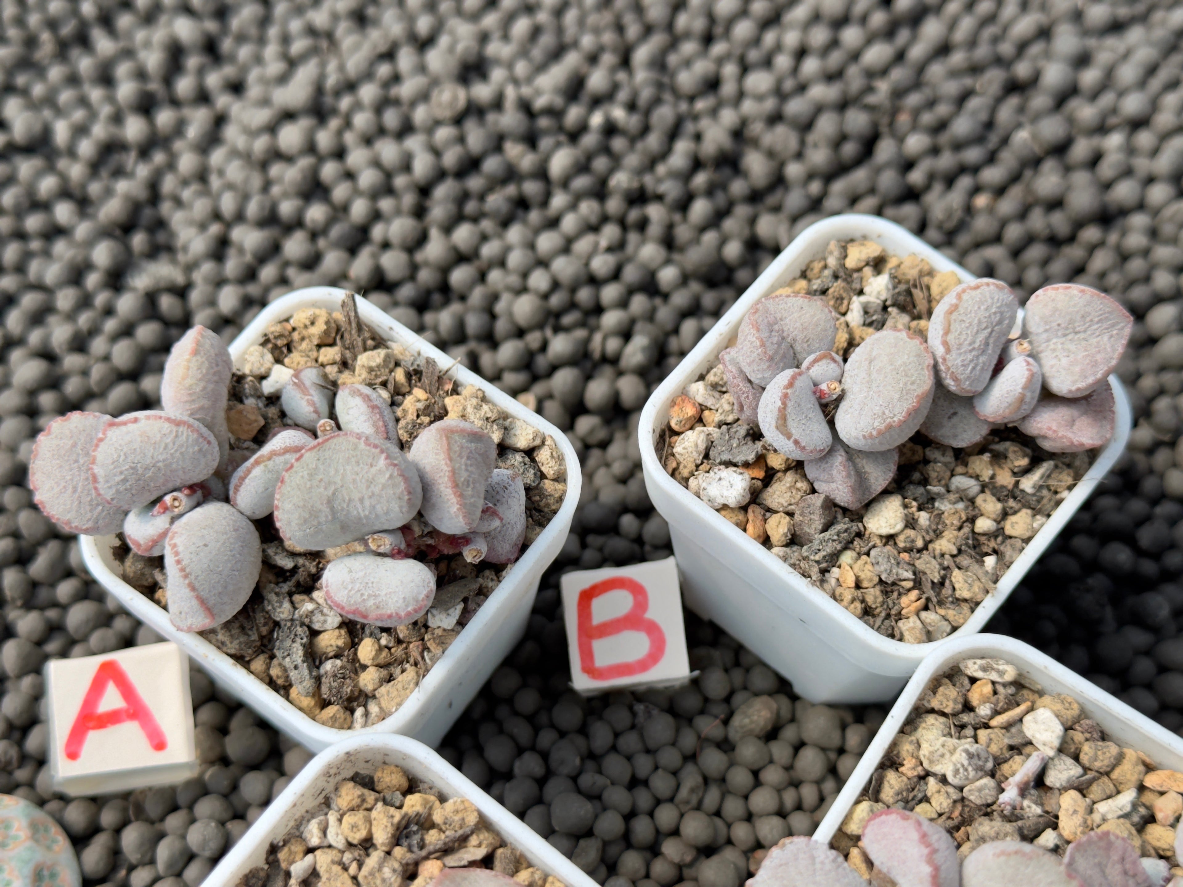 Adromischus &