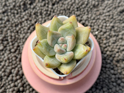 Echeveria tolimanensis x tapalpa Korean Succulent Plant Changhee hybrid