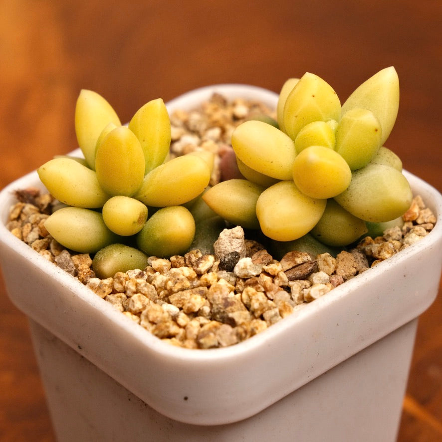 Variegated Pachyphytum compactum Imported Succulent Plant