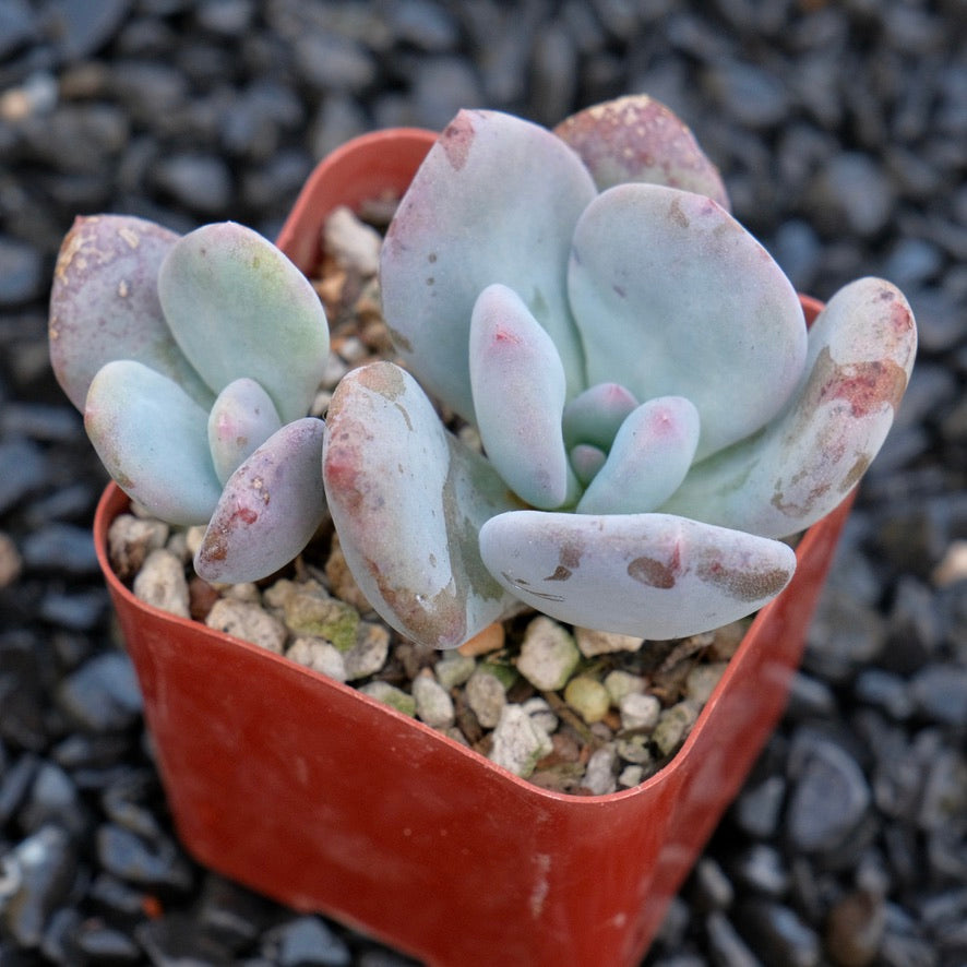 Pachyveria Chunky Rare Succulent Plant