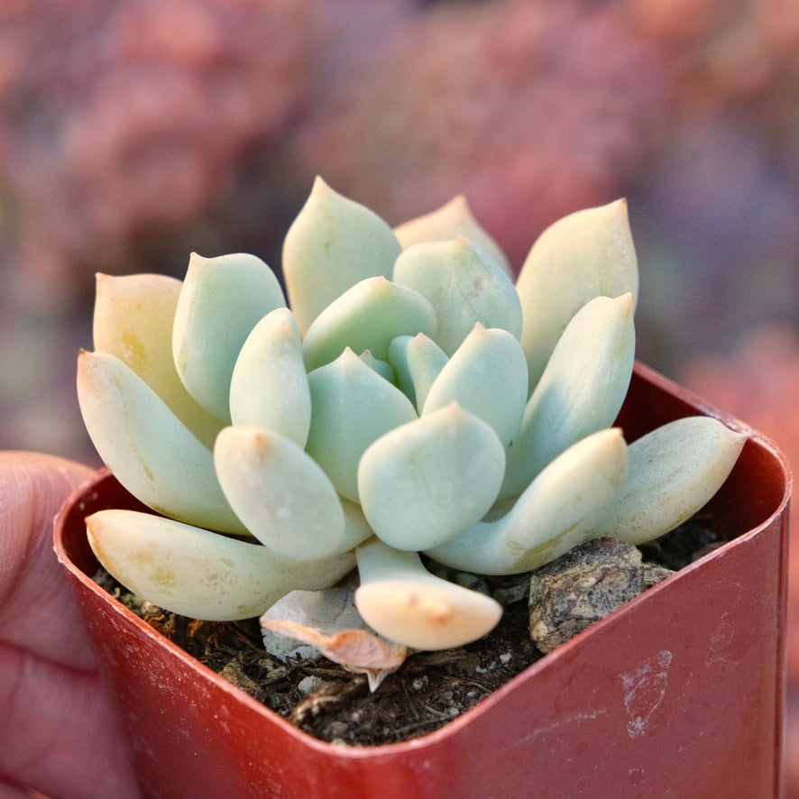 Graptoveria Moonglow Succulent Plant