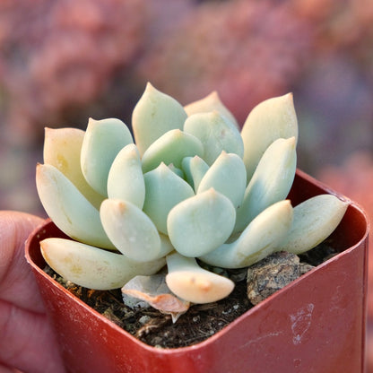 Graptoveria Moonglow Succulent Plant