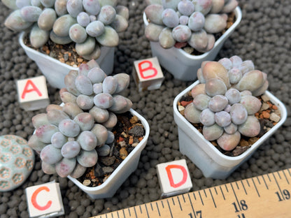 Pachyveria Sweet Mochi Imported Succulent Plant