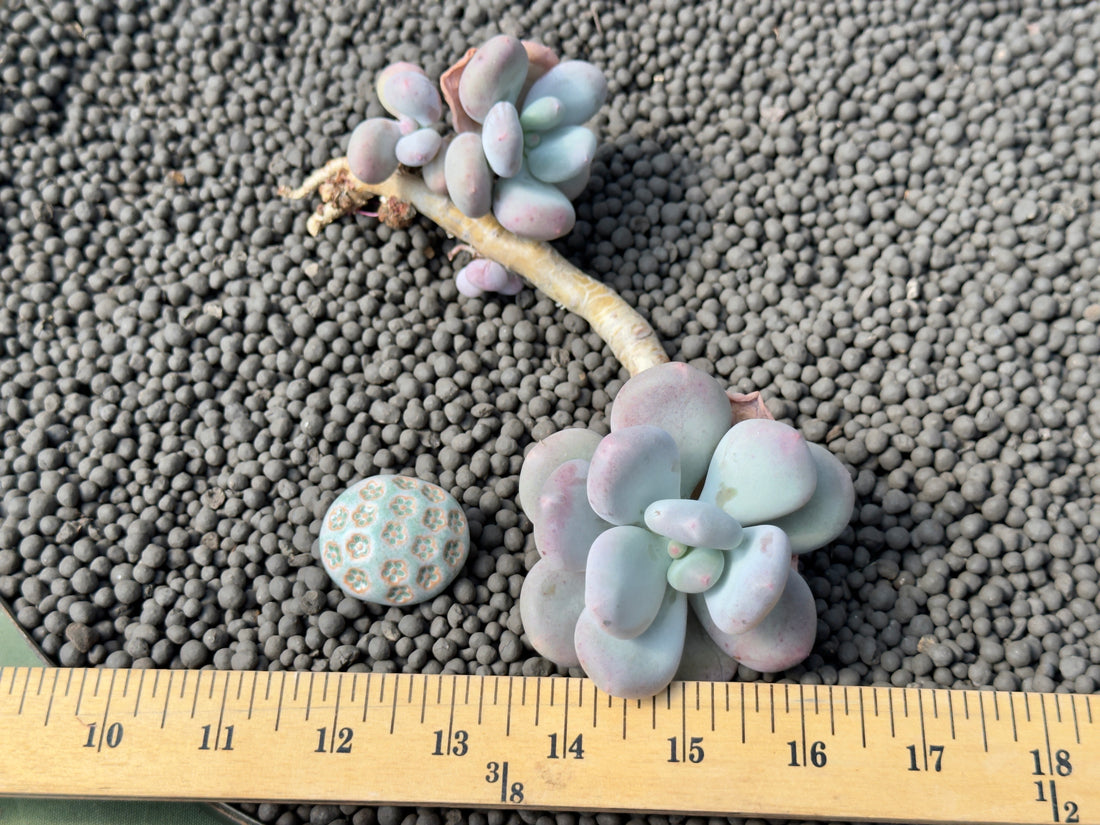 Big Pachyphytum Europe Beauty Korean Succulent Plant