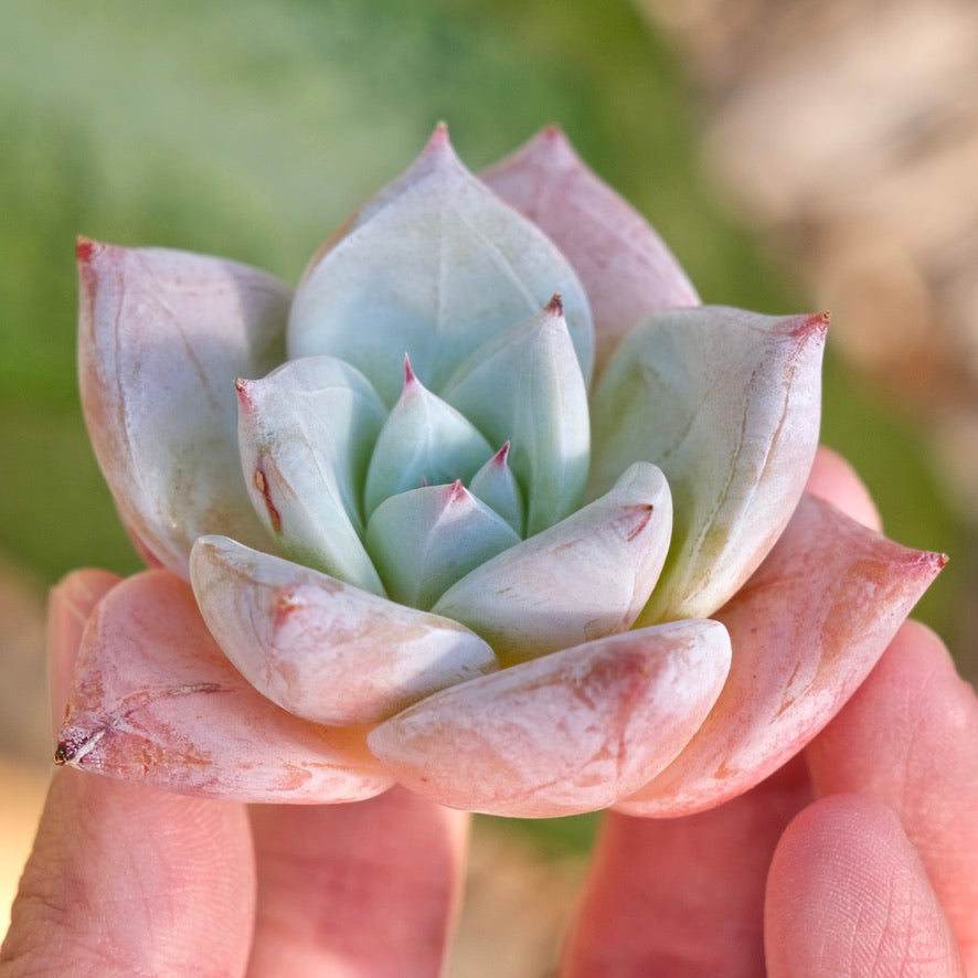 Echeveria Ice Muscle Korean Succulent Plant