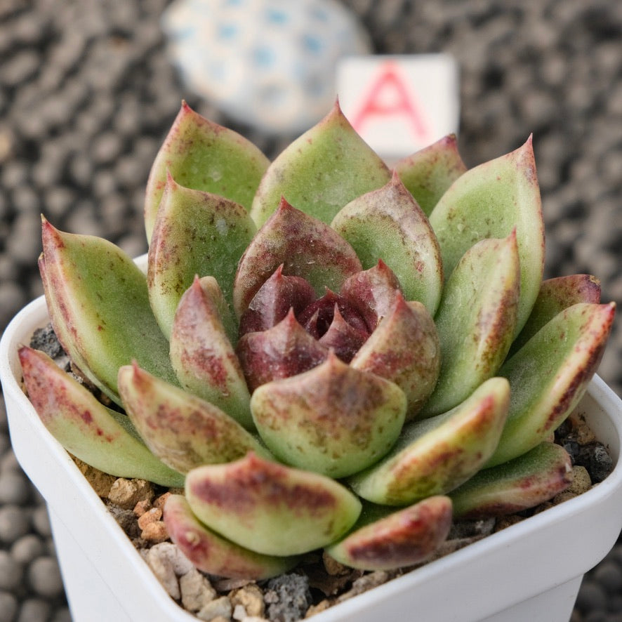 Echeveria Black Edge Korean Succulent Plant Changhee Hybrid