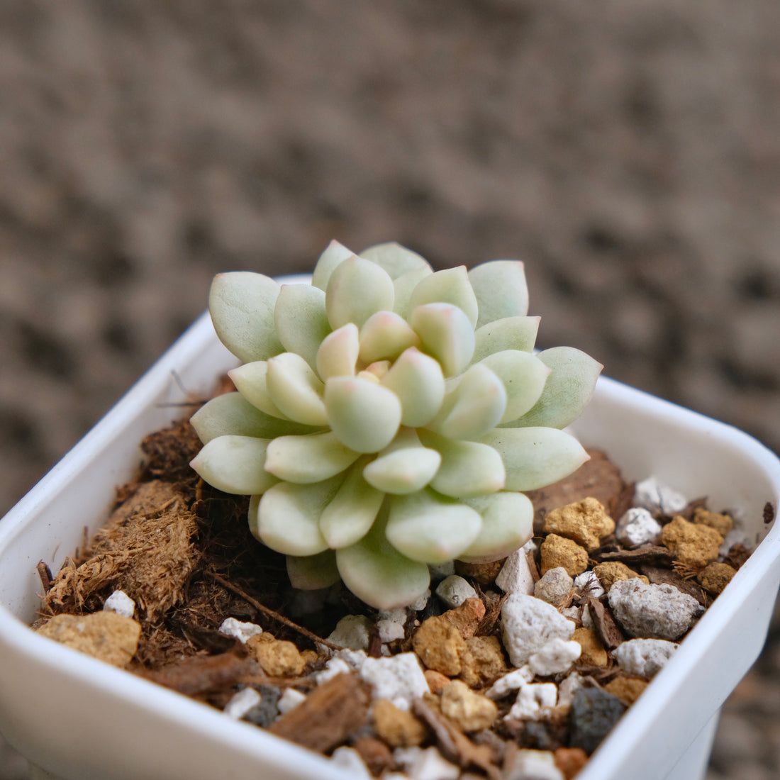 Variegated Graptoveria Pearl Bean Imported Succulent Plant - C