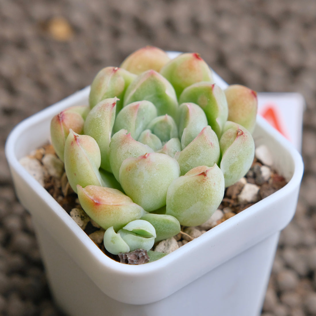 Echeveria Albi Drops Imported Succulent Plant - A