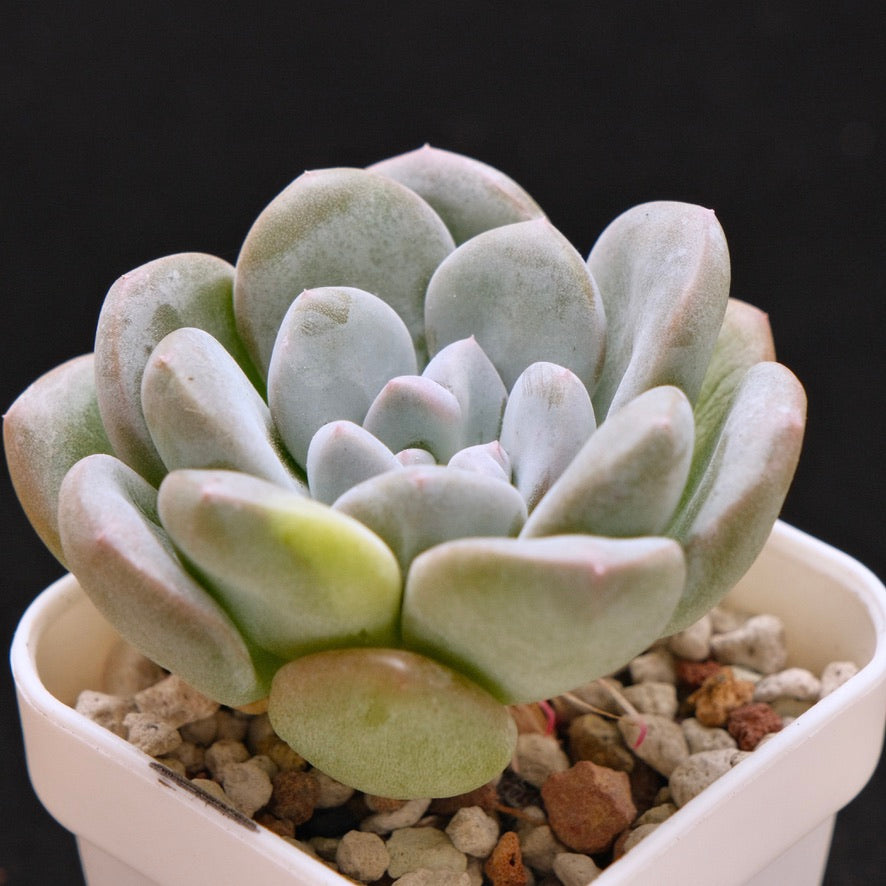 Pachyveria Gold Candy Korean Succulent Plant *New*