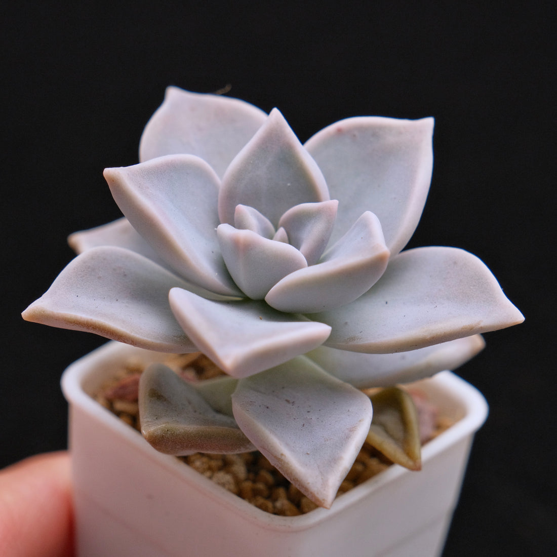 Graptopetalum paraguayense Succulent Plant