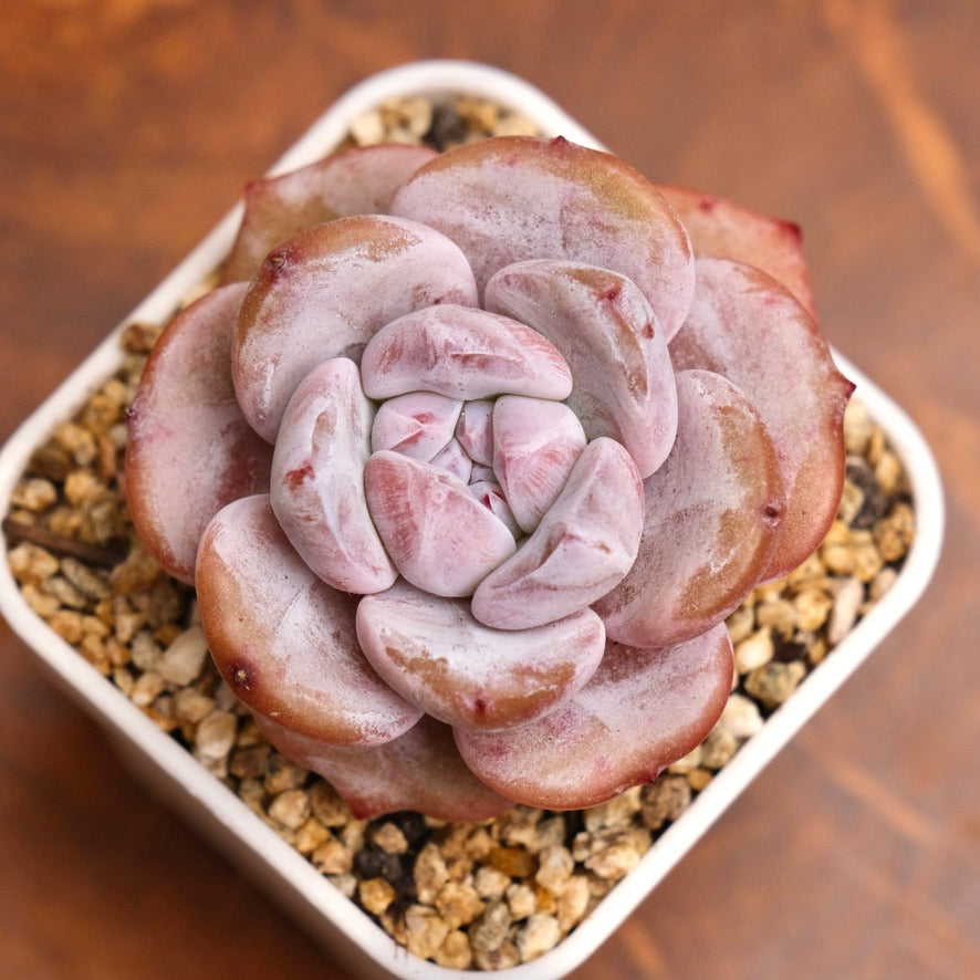 Echeveria Snow White Imported Succulent Plant