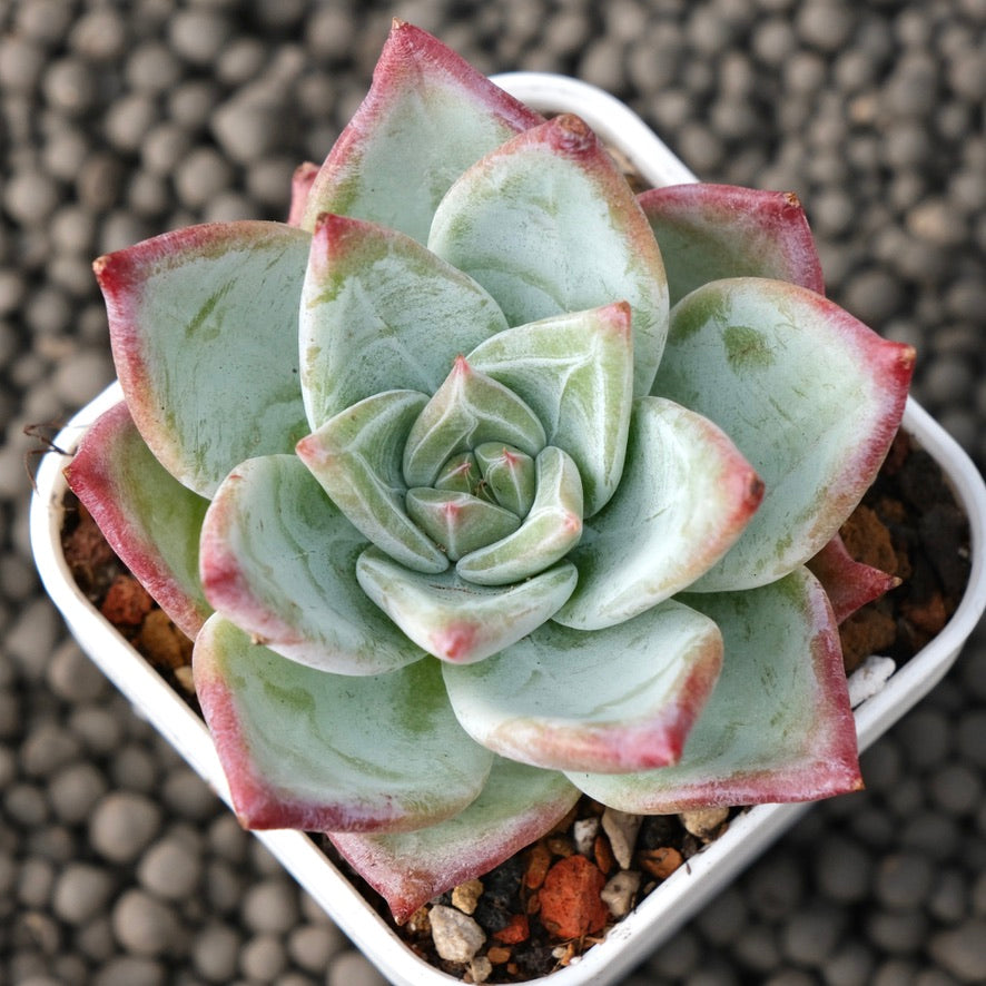 Echeveria Ice Muscle Korean Succulent Plant