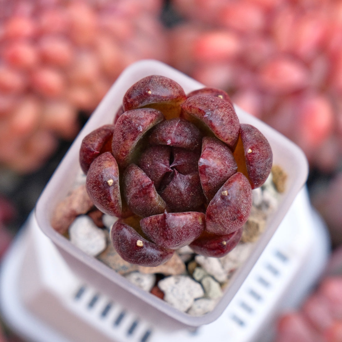 Echeveria Black Rose hyb baby Korean Succulent Plant