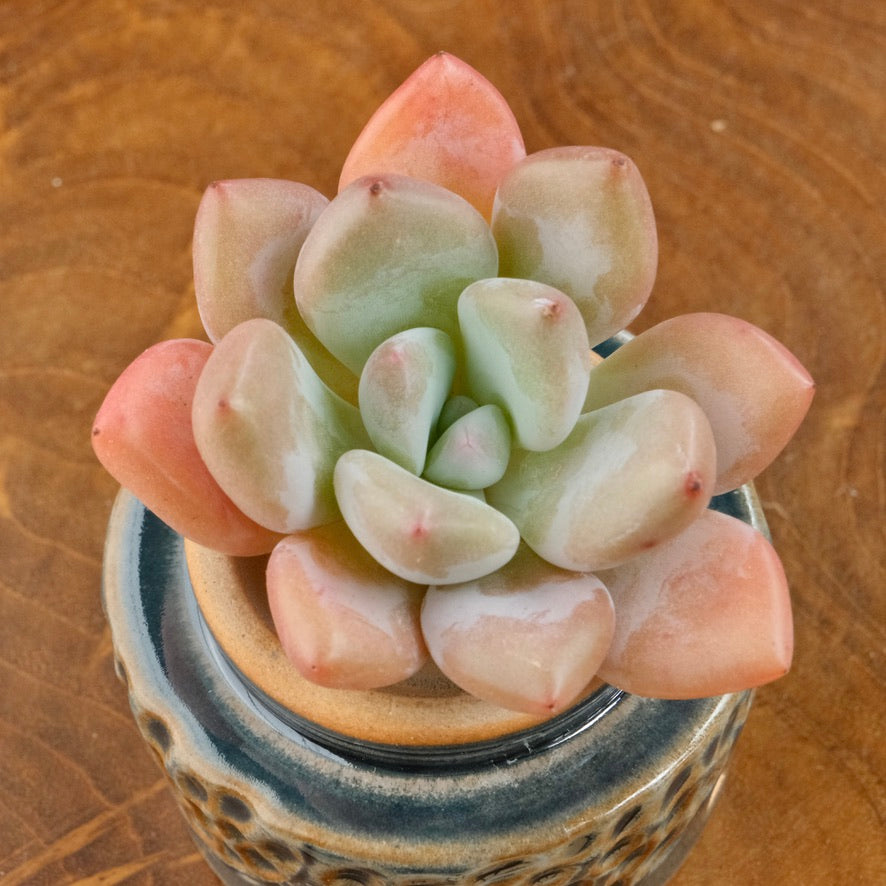 Graptoveria Opalina Korean Succulent Plant