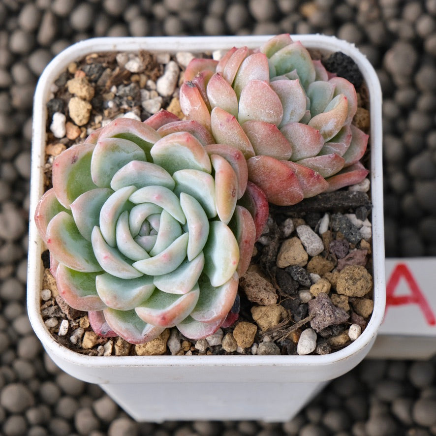 Echeveria White Rose Korean Succulent Plant