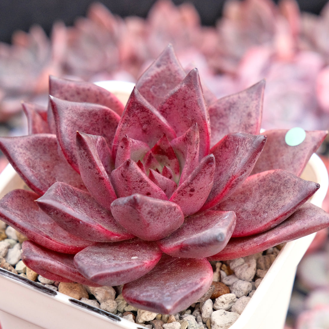 Big Echeveria Romeo Korean Succulent Plant