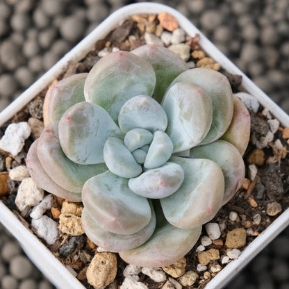 Graptoveria Amaria Korean Succulent Plant