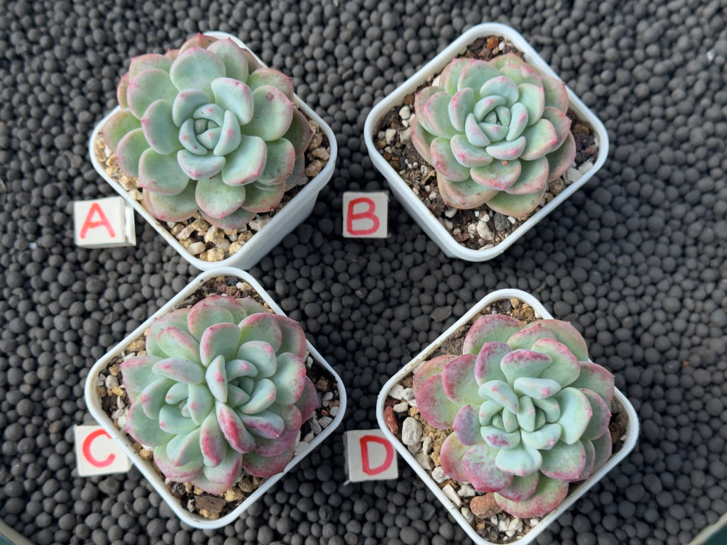 Echeveria Mighty Korean Succulent Plant