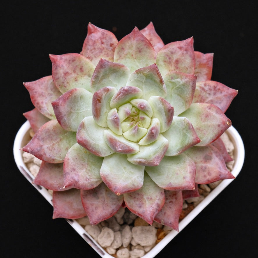 Big Echeveria colorata hybrid Korean Succulent Plant