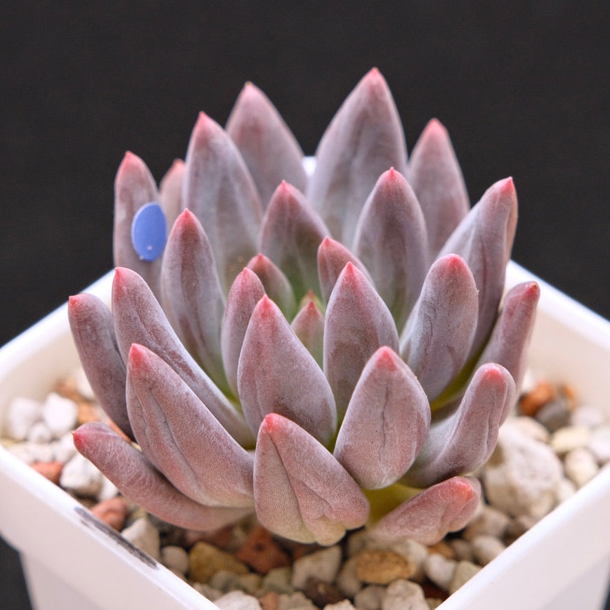 Pachyveria Angel Finger Korean Succulent Plant